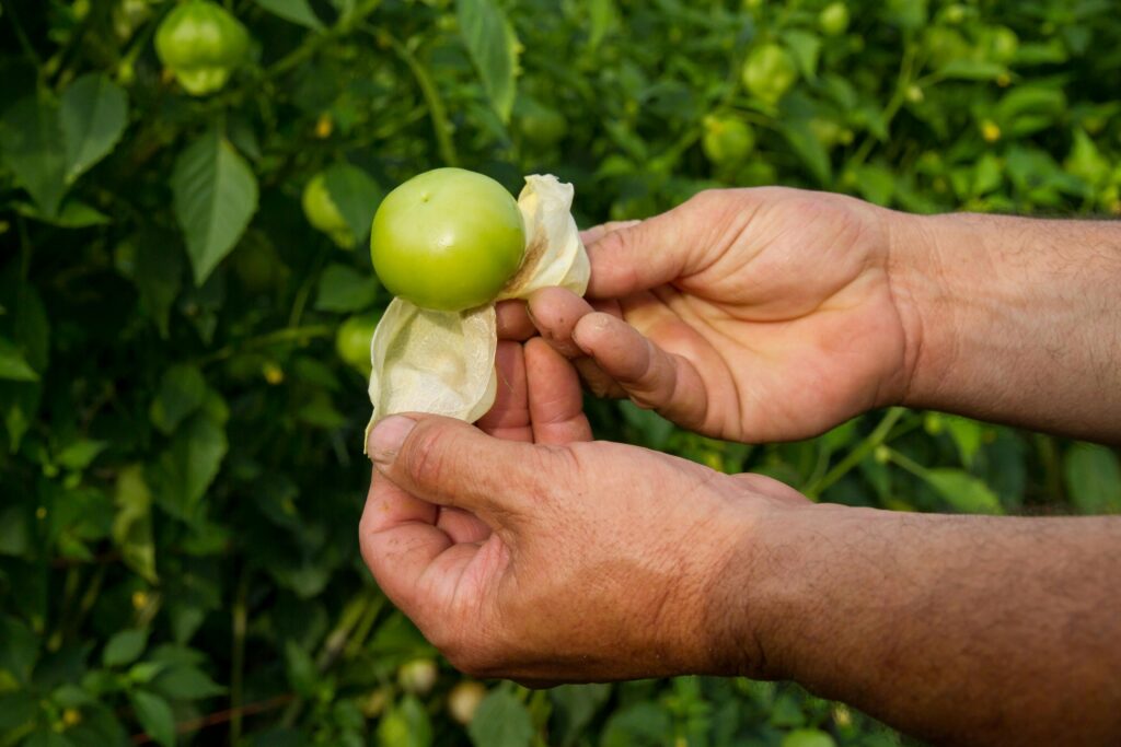 Fruit Picker Jobs in Australia